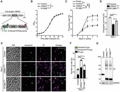 The Enzymatic Core of the Parkinson’s Disease-Associated Protein LRRK2 Impairs Mitochondrial Biogenesis in Aging Yeast